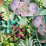 Succulent Mask